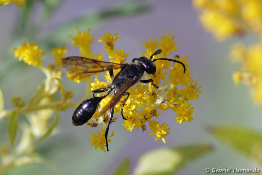 Isodonte mexicaine