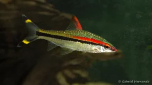 Dawkinsia denisonii