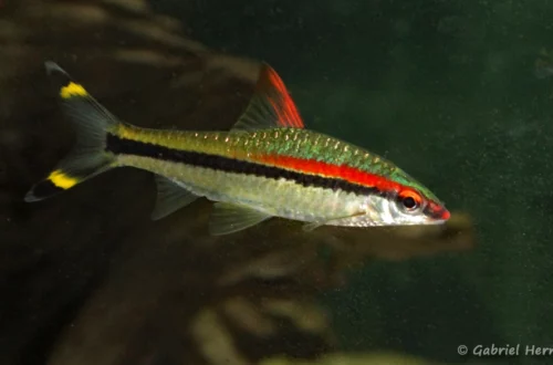 Dawkinsia denisonii