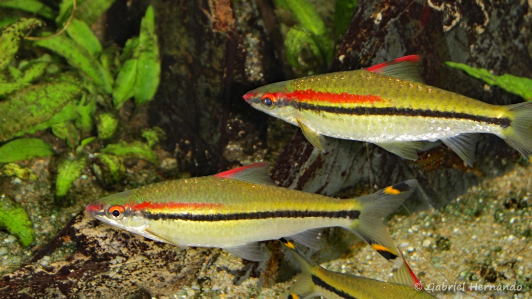 Dawkinsia denisonii