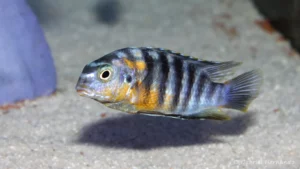 Tropheops sp. "red cheek" Chizumulu