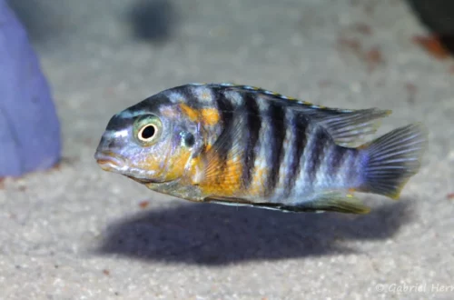 Tropheops sp. "red cheek" Chizumulu