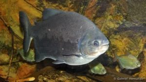 Piaractus brachypomus (club aquariophile de Vernon, juillet 2012)