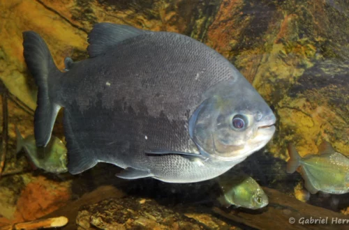Piaractus brachypomus (club aquariophile de Vernon, juillet 2012)