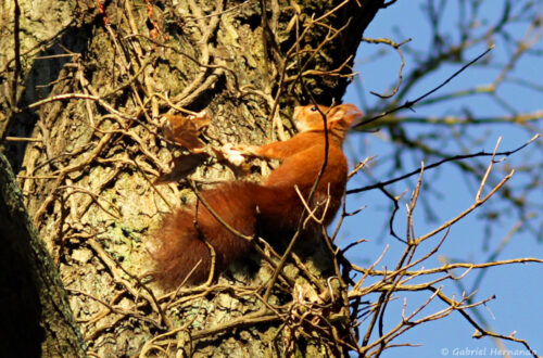 Ecureuil roux - Sciurus vulgaris (Saint Marcel (27), janvier 2015)