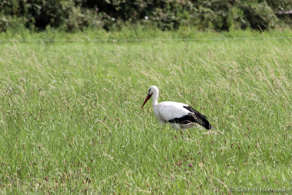 Cigogne blanche