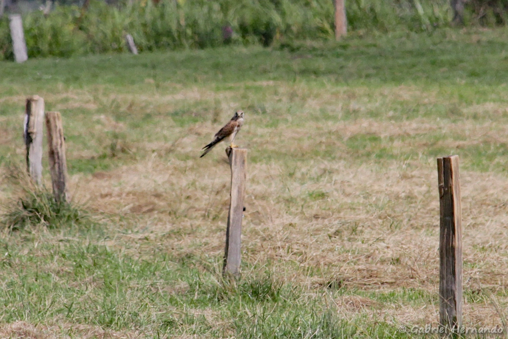 Faucon crécerelle
