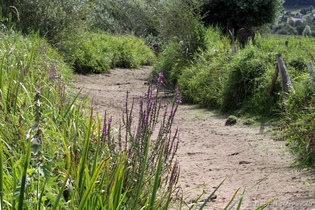 Sentier dans le marais
