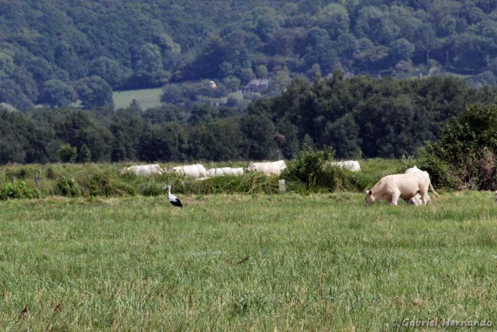 Paysage du marais Vernier