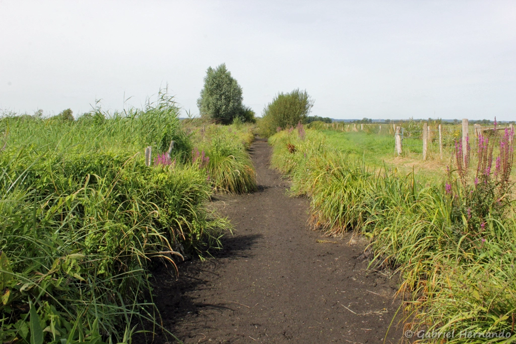 Sentier dans le marais