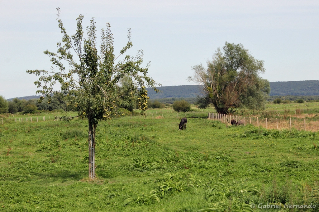 Paysage du marais Vernier