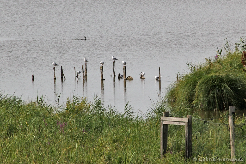 Goëland au repos et cormoran à la pêche