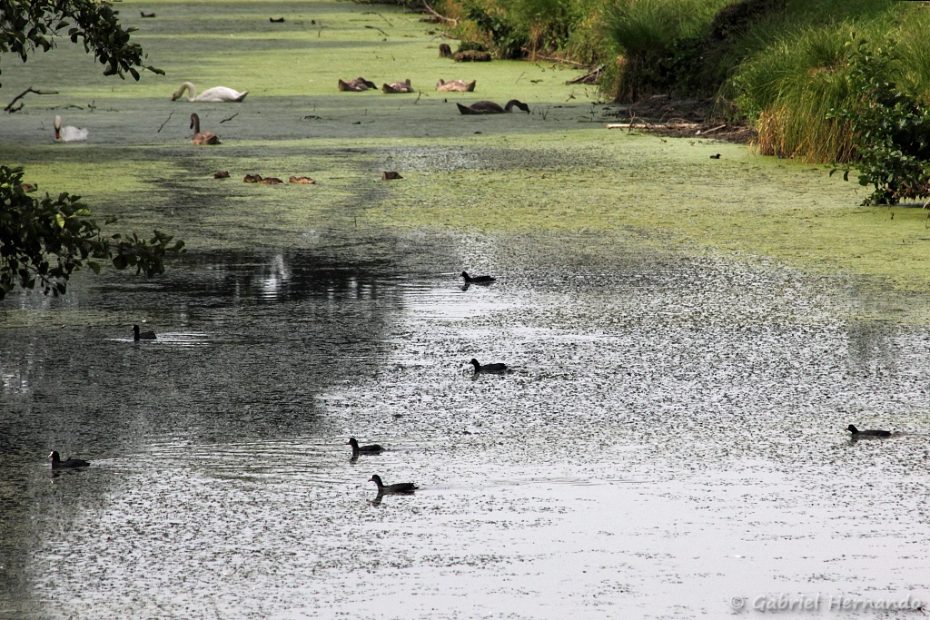 Oiseaux dans un bras de la Grand-Mare