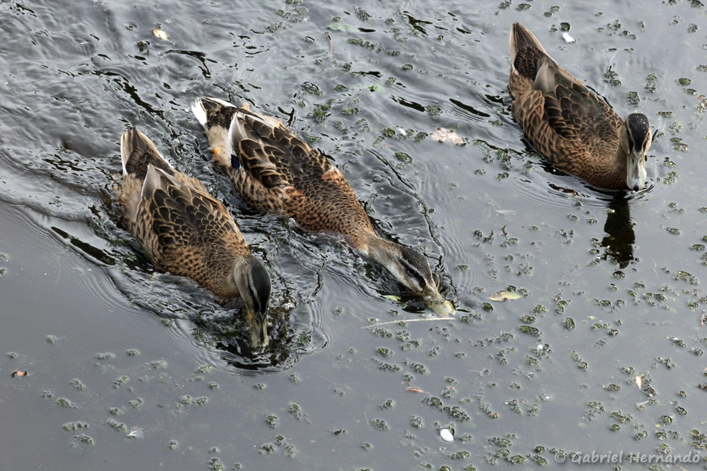 Femelles de canards colvert