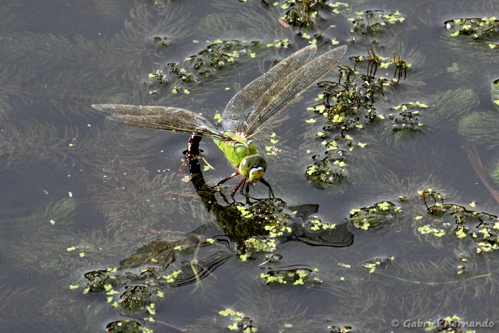 Anax empereur – Anax imperator
