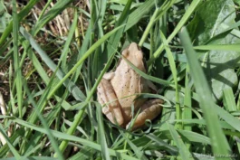 Grenouille agile