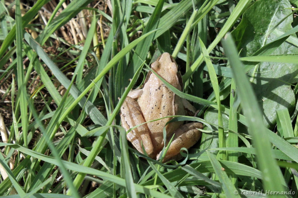 Grenouille agile