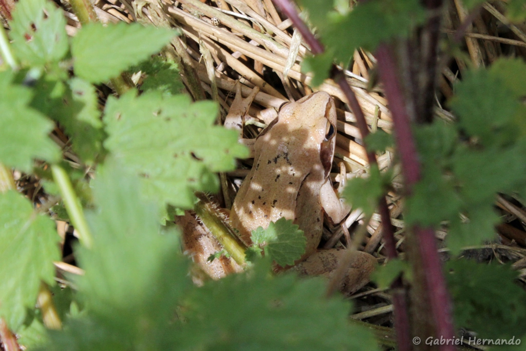 Grenouille agile