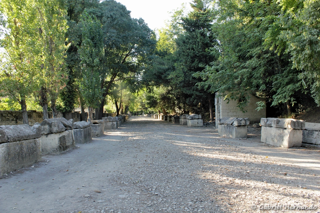 L'allée des Alyscamps