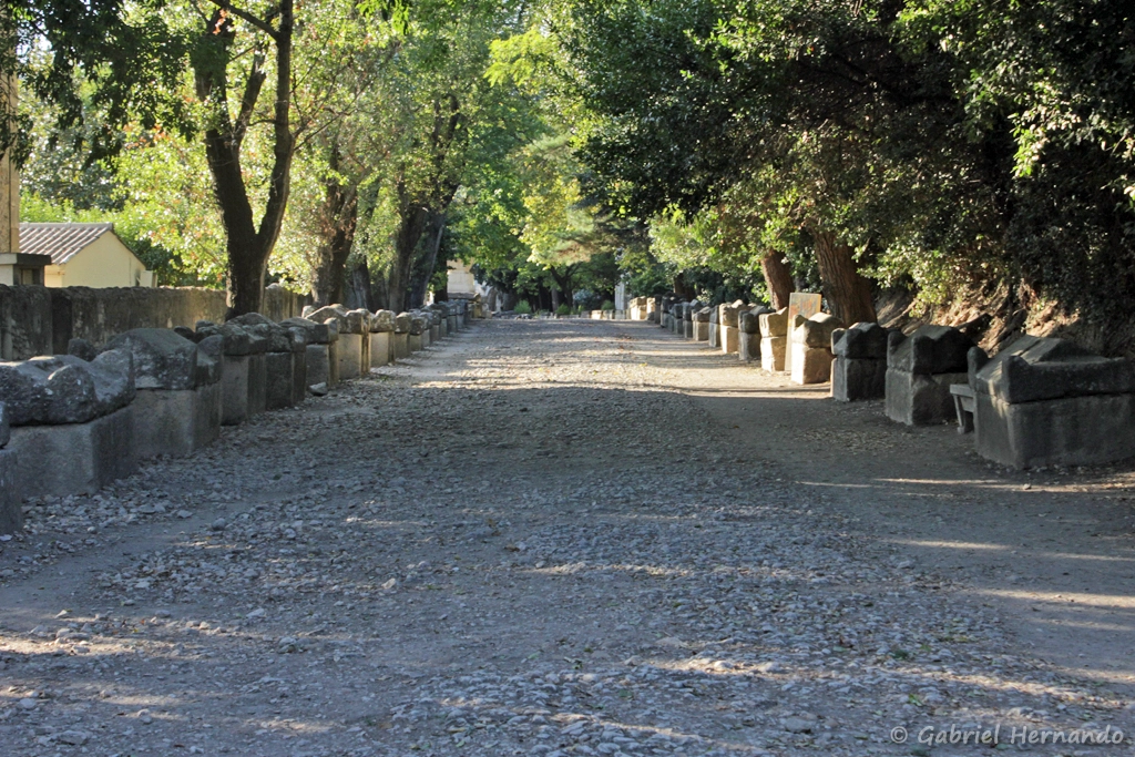 L'allée des Alyscamps