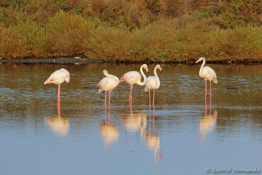 Groupe de flamants roses