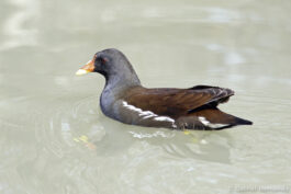 Gallinule poule-d'eau