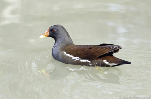 Gallinule poule-d'eau