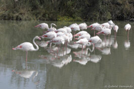 Groupe de flamants roses