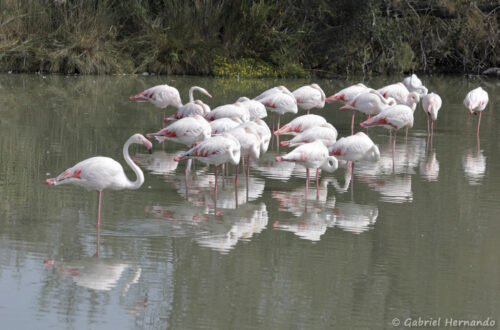 Groupe de flamants roses