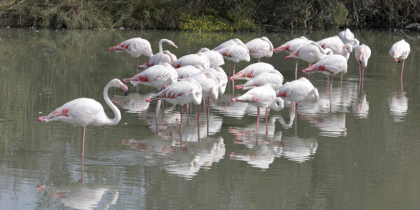 Groupe de flamants roses