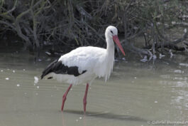 Cigogne blanche
