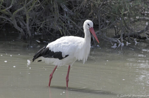Cigogne blanche