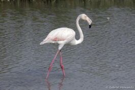 Flamant rose