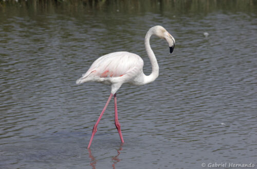 Flamant rose