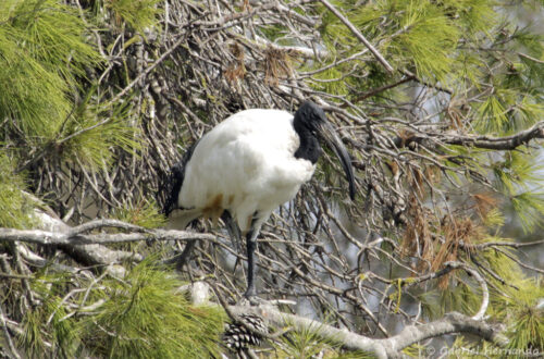 Ibis sacré