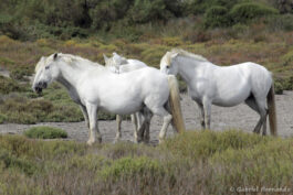 Chevaux de Camargue, avec un héron garde-boeufs