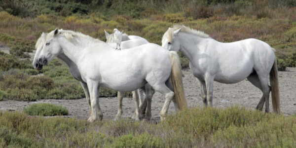 Chevaux de Camargue, avec un héron garde-boeufs