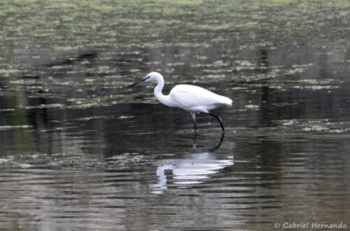 Aigrette garzette