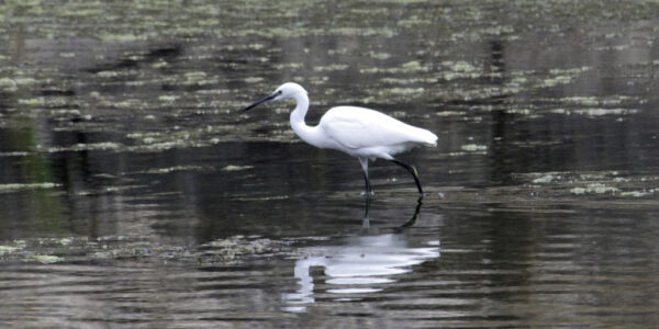 Aigrette garzette