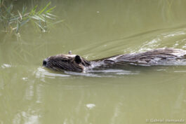 Ragondin - Myocastor coypus (parc ornithologique Pont de Gau, septembre 2017)