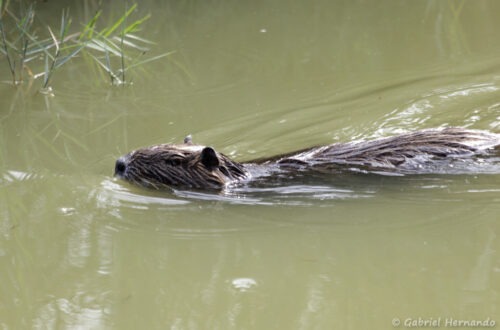 Ragondin - Myocastor coypus (parc ornithologique Pont de Gau, septembre 2017)
