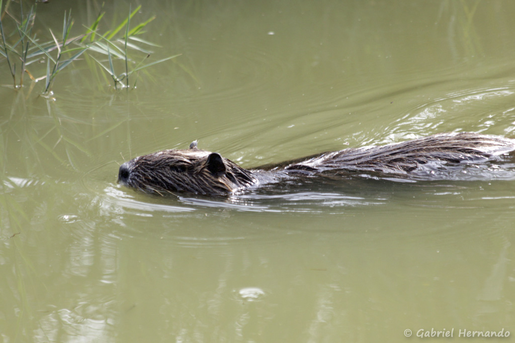 Ragondin - Myocastor coypus (parc ornithologique Pont de Gau, septembre 2017)