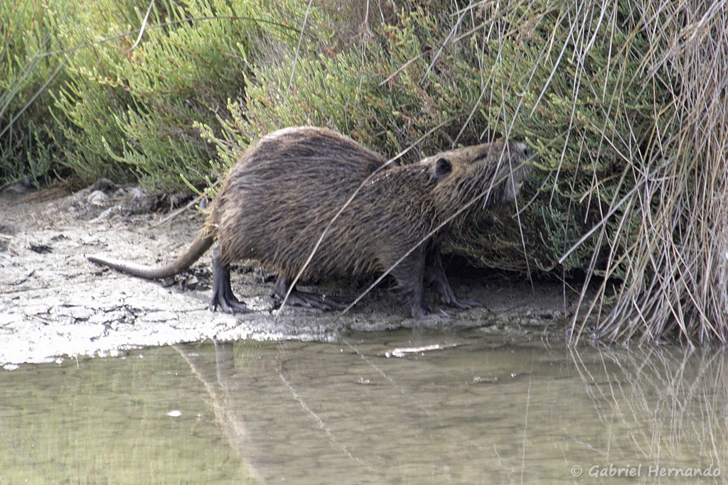 Ragondin - Myocastor coypus (parc ornithologique Pont de Gau, septembre 2017)