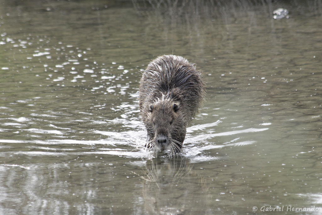 Ragondin - Myocastor coypus (parc ornithologique Pont de Gau, septembre 2017)
