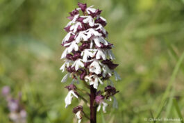 Orchis pourpre