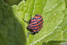 Punaise arlequin