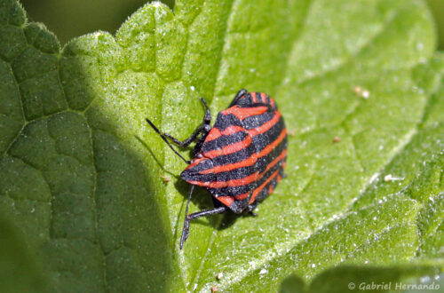Punaise arlequin