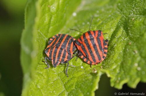 Punaise arlequin