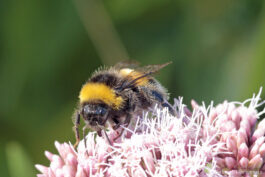 Bourdon terrestre