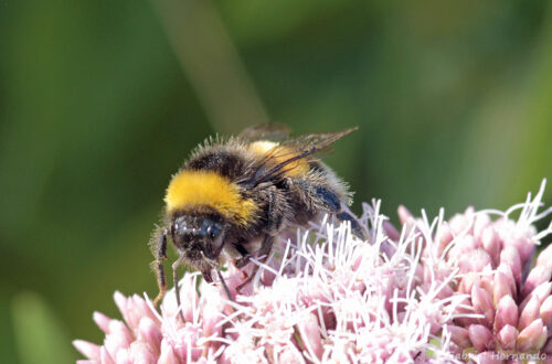 Bourdon terrestre